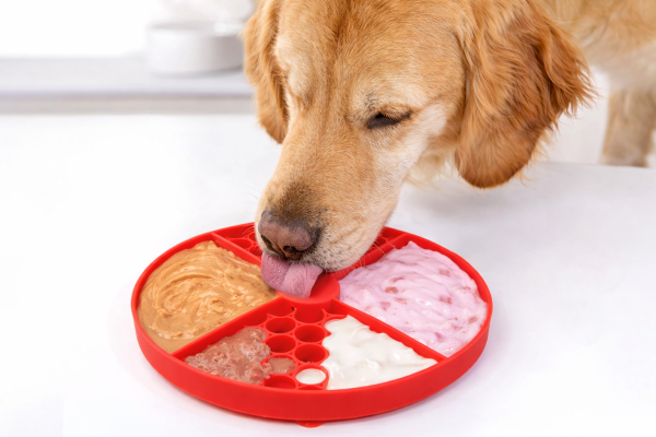 tapis stimulation mentale chien