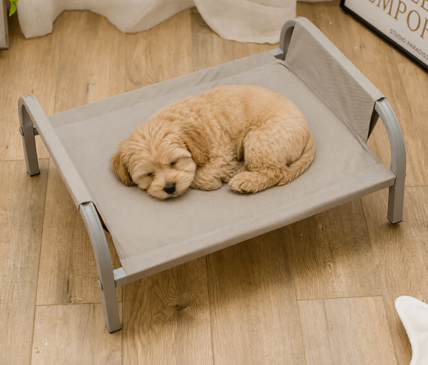 confort chien petit lit